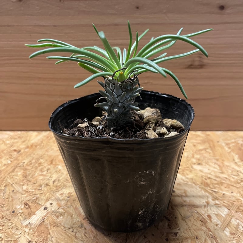 チレコドン ワリチー | GREEN LUCK