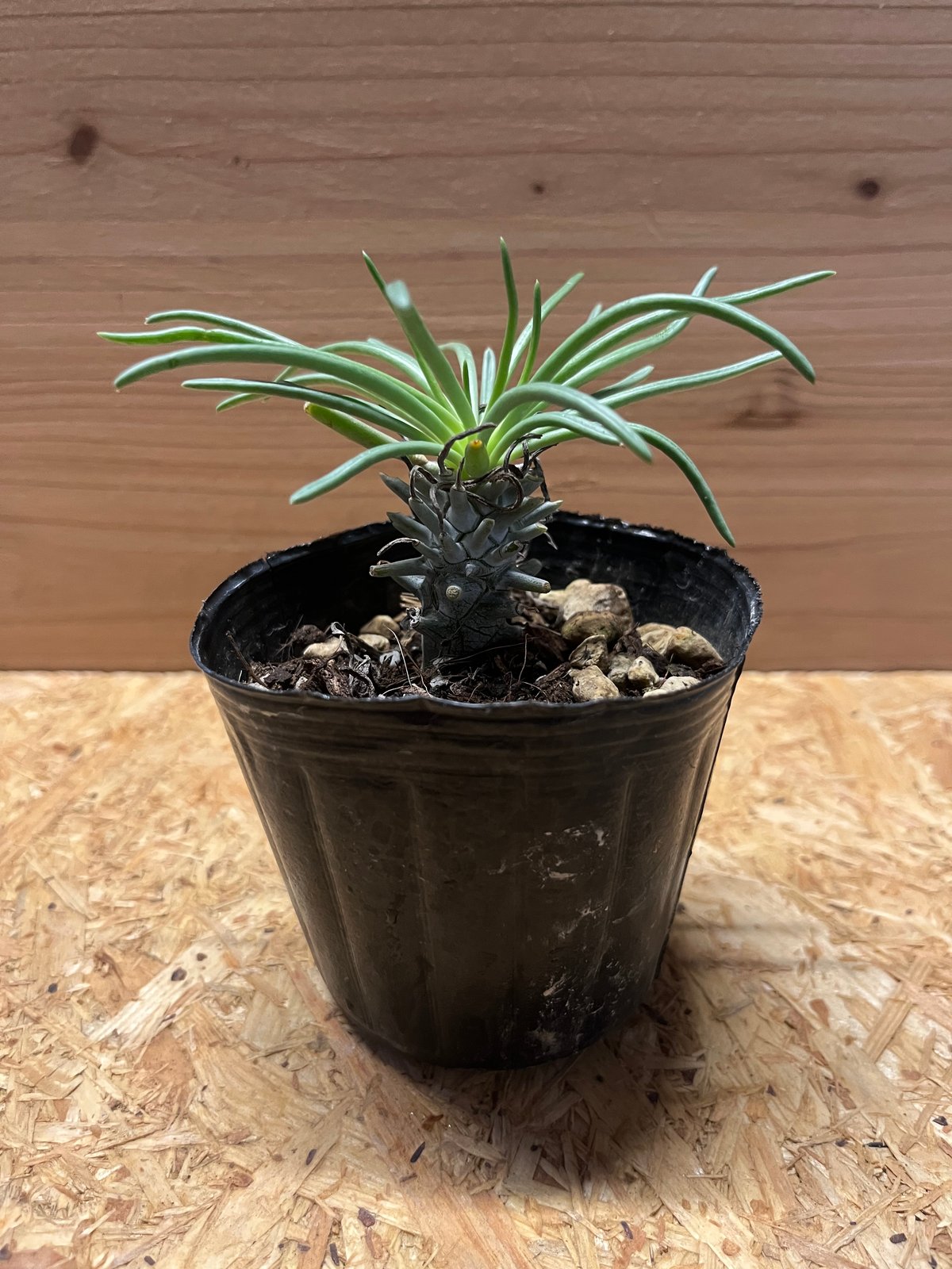 チレコドン ワリチー | GREEN LUCK