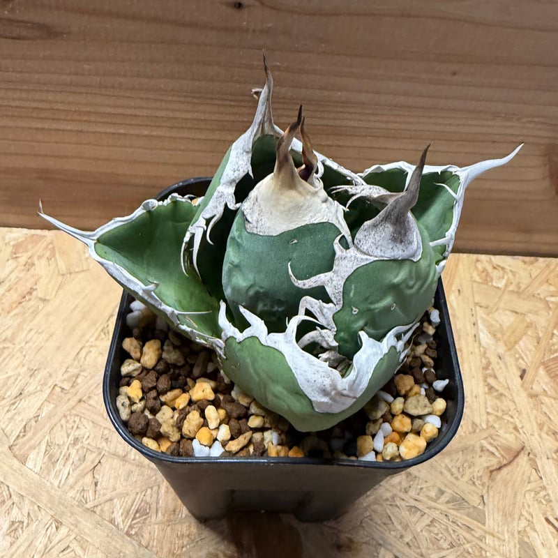 アガベ オテロイ オアハカ | GREEN LUCK