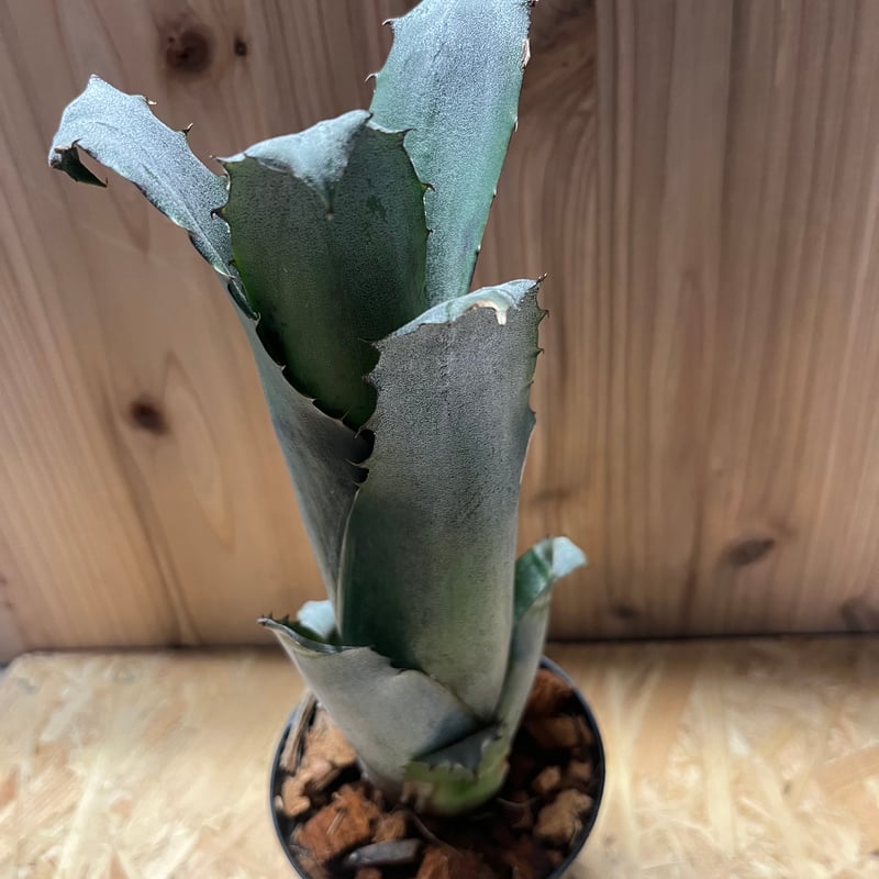 Hohenbergia sp. 357 × lh black clone