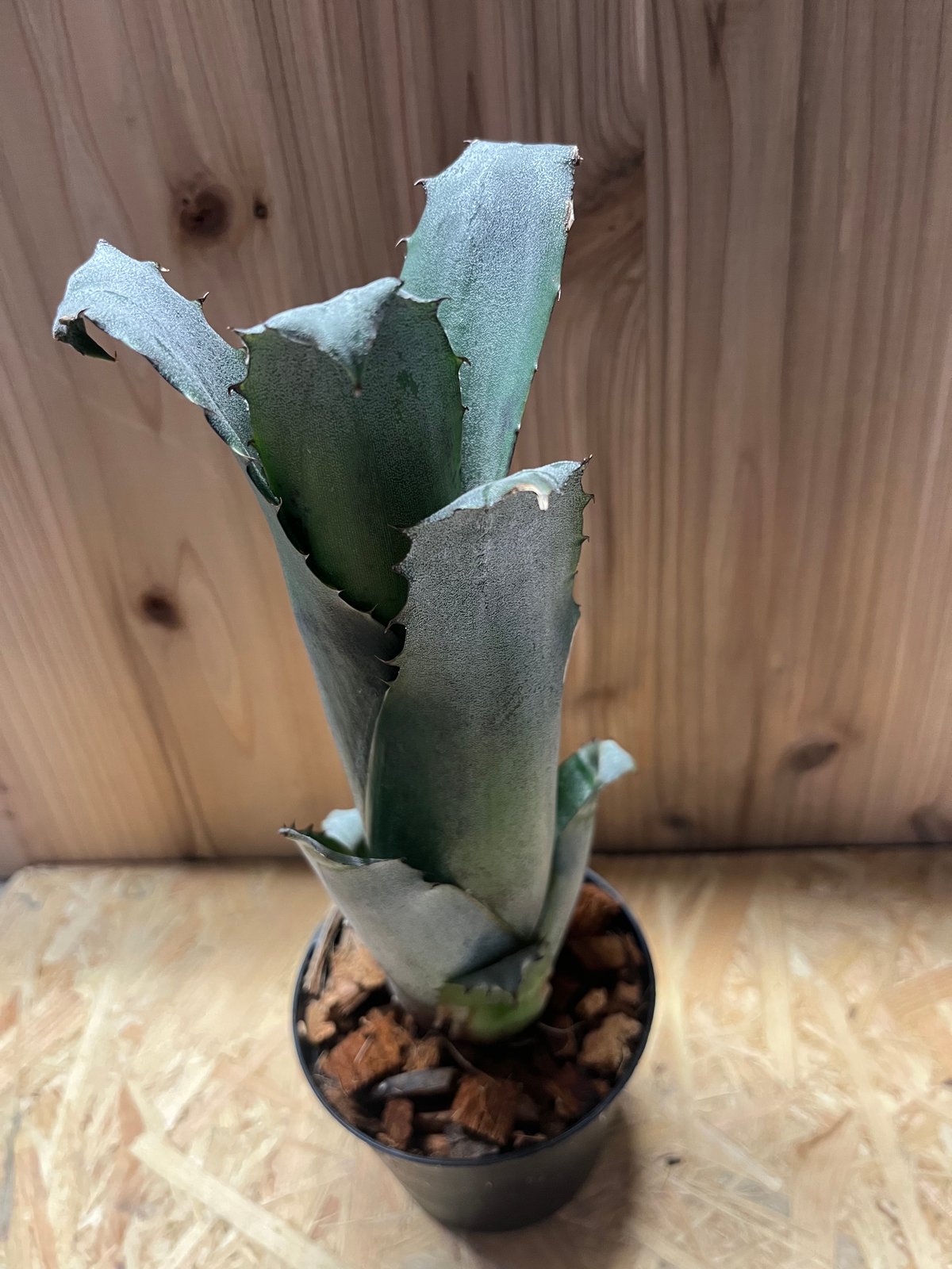 ブロメリア・エアープランツ Hohenbergia sp.357 Frontier Plants】【現品】【A】ホヘンベルギア・スピーシーズ