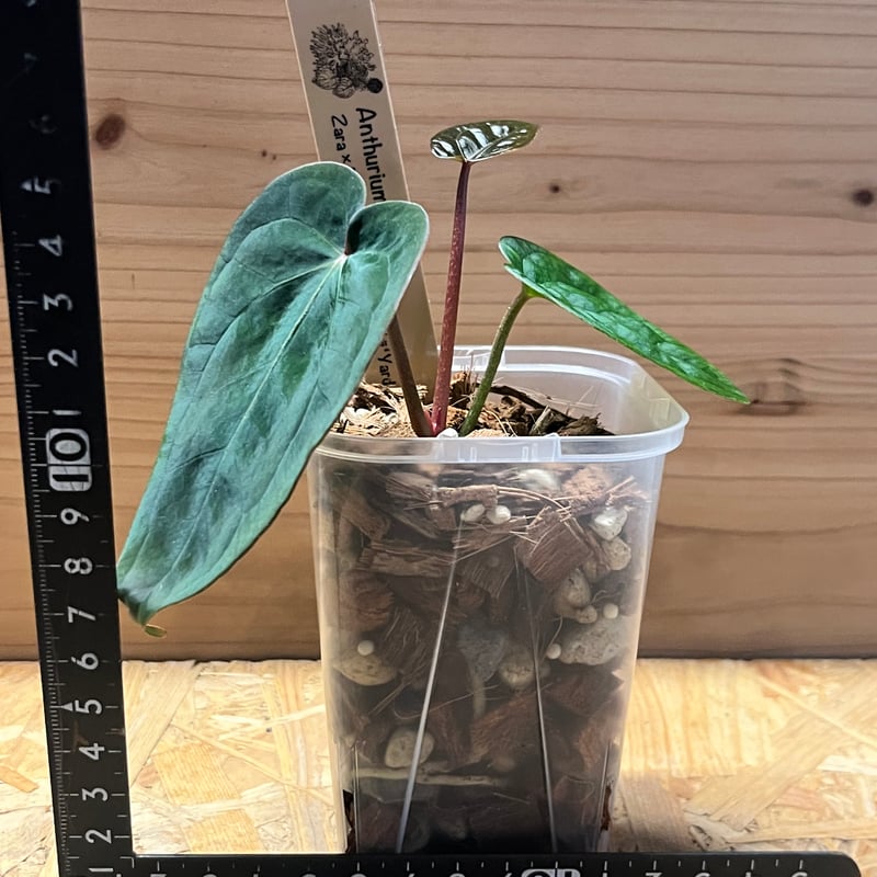 アンスリウム ザラ×ミシェル ×アントラキー 'ヤード' | GREEN LUCK