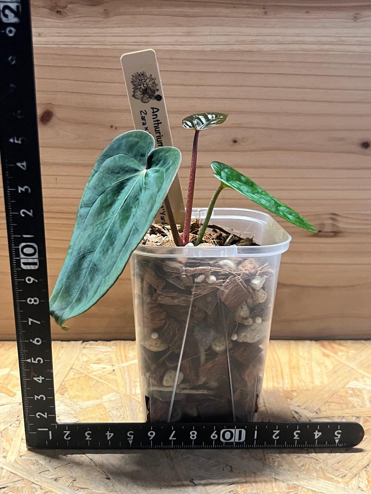 アンスリウム ザラ×ミシェル ×アントラキー 'ヤード' | GREEN LUCK