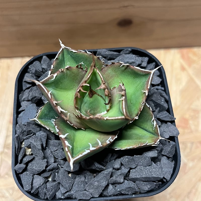 アガベ チタノタ 'NO NAME' 台湾ヤンチェン | GREEN LUCK