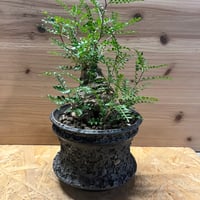 パキポディウム　グラキリス　超多分岐株 パキポディウム グラキリス 超多分岐株