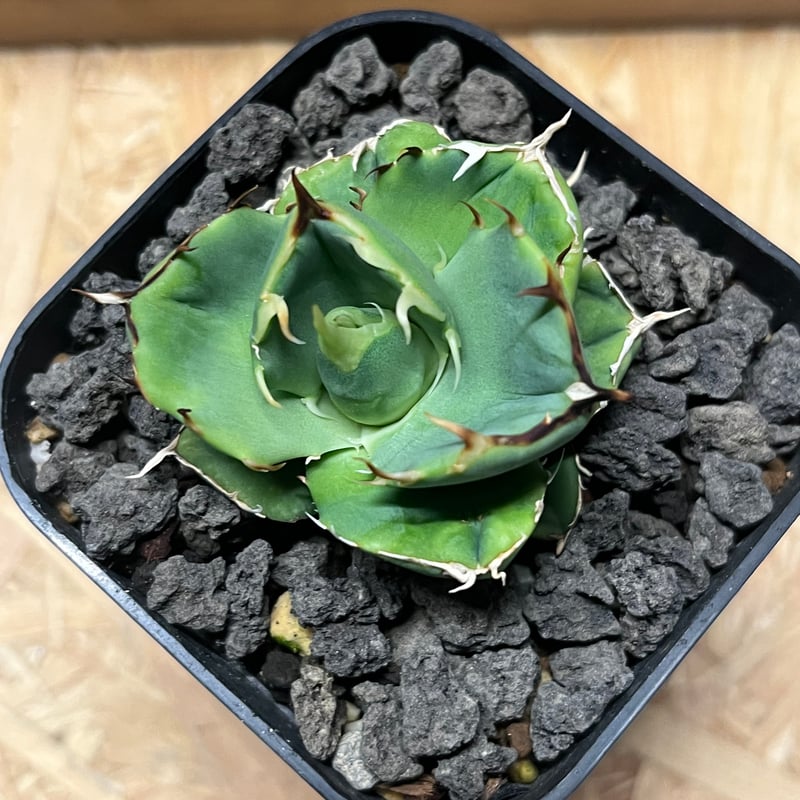 アガベ チタノタ　アングリーハート　セラアート3寸ロング アガベ チタノタ アングリーハート セラアート3寸ロング