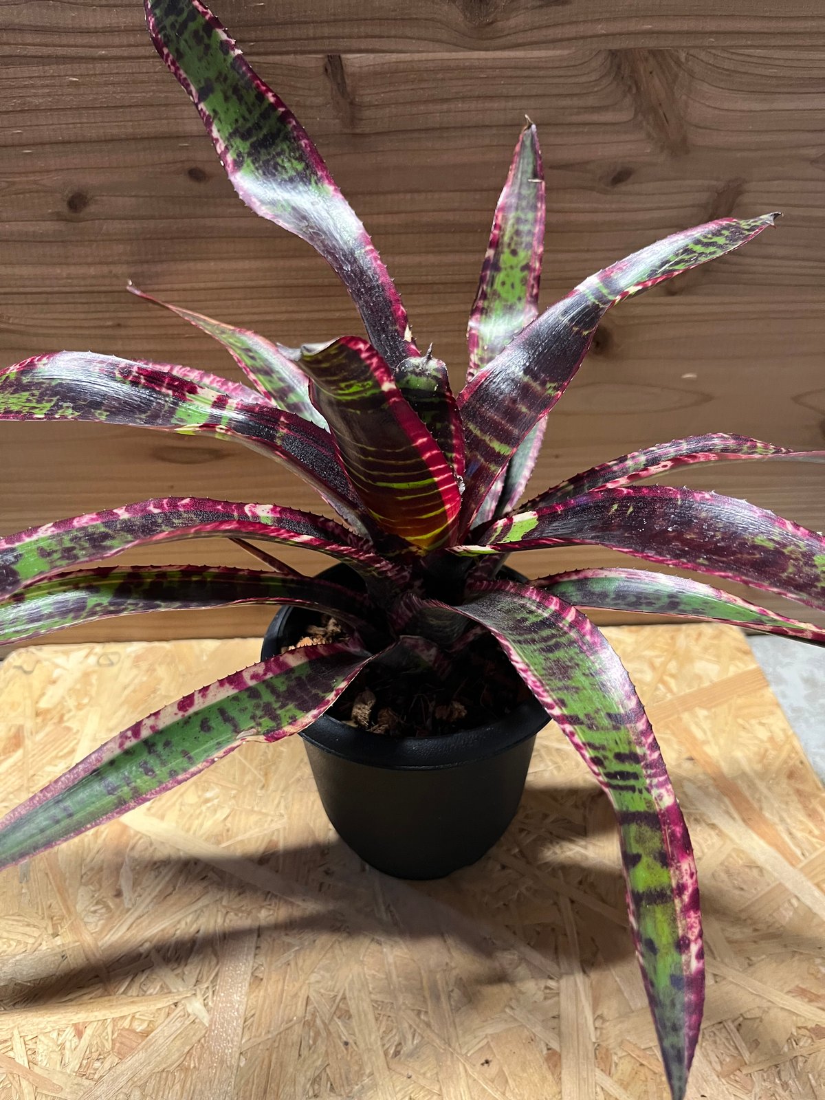 ネオレゲリア ルシファー | GREEN LUCK