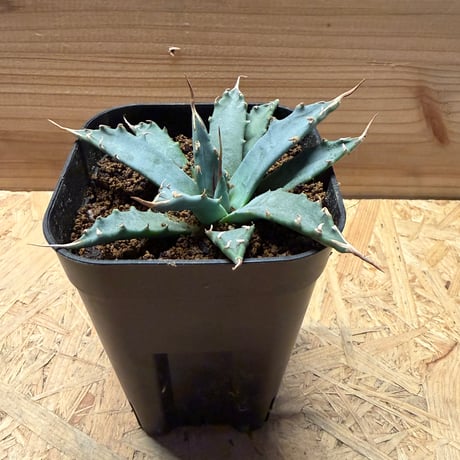 エボリスピナ | STORES