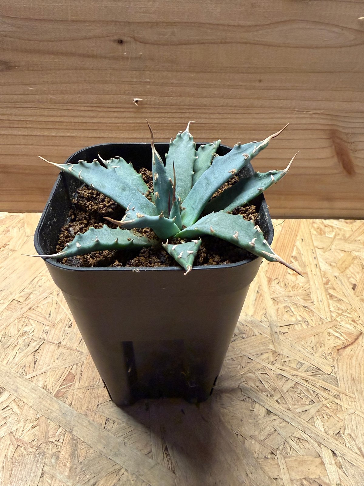 アガベ ユタエンシス エボリスピナ | GREEN LUCK