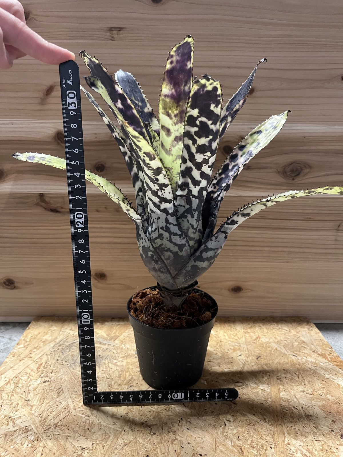 エクメア オーランディアナ | GREEN LUCK