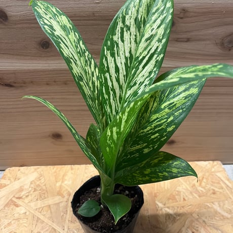 ディフェンバキア | STORES