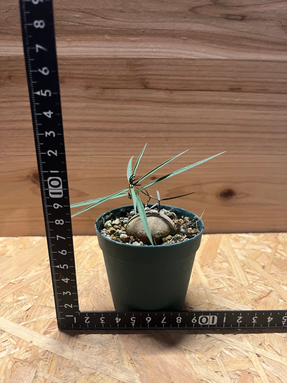 Shabomaniac! ブラキステルマ・竜卵窟の開花。