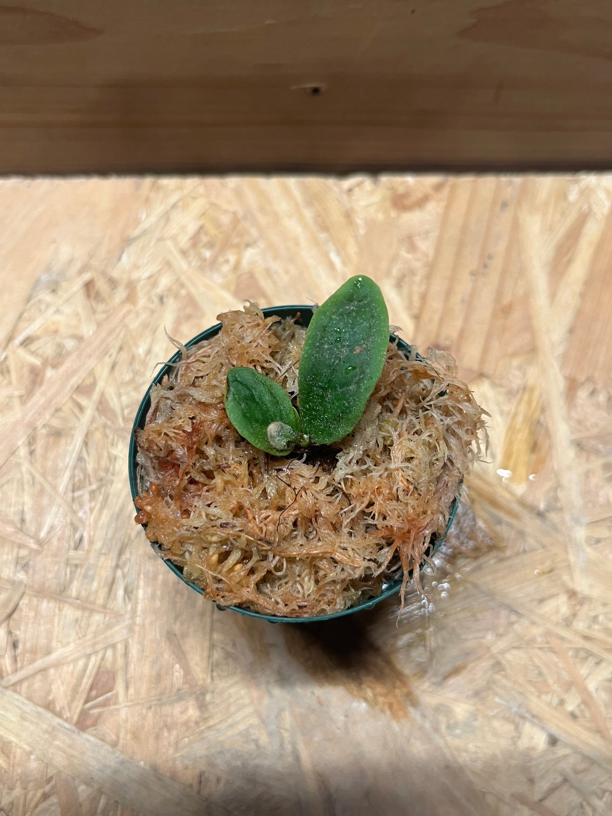 ビカクシダ フィッシュボーン | GREEN LUCK