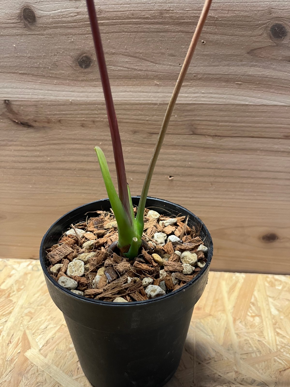 アンスリウム ロムズレッド | GREEN LUCK