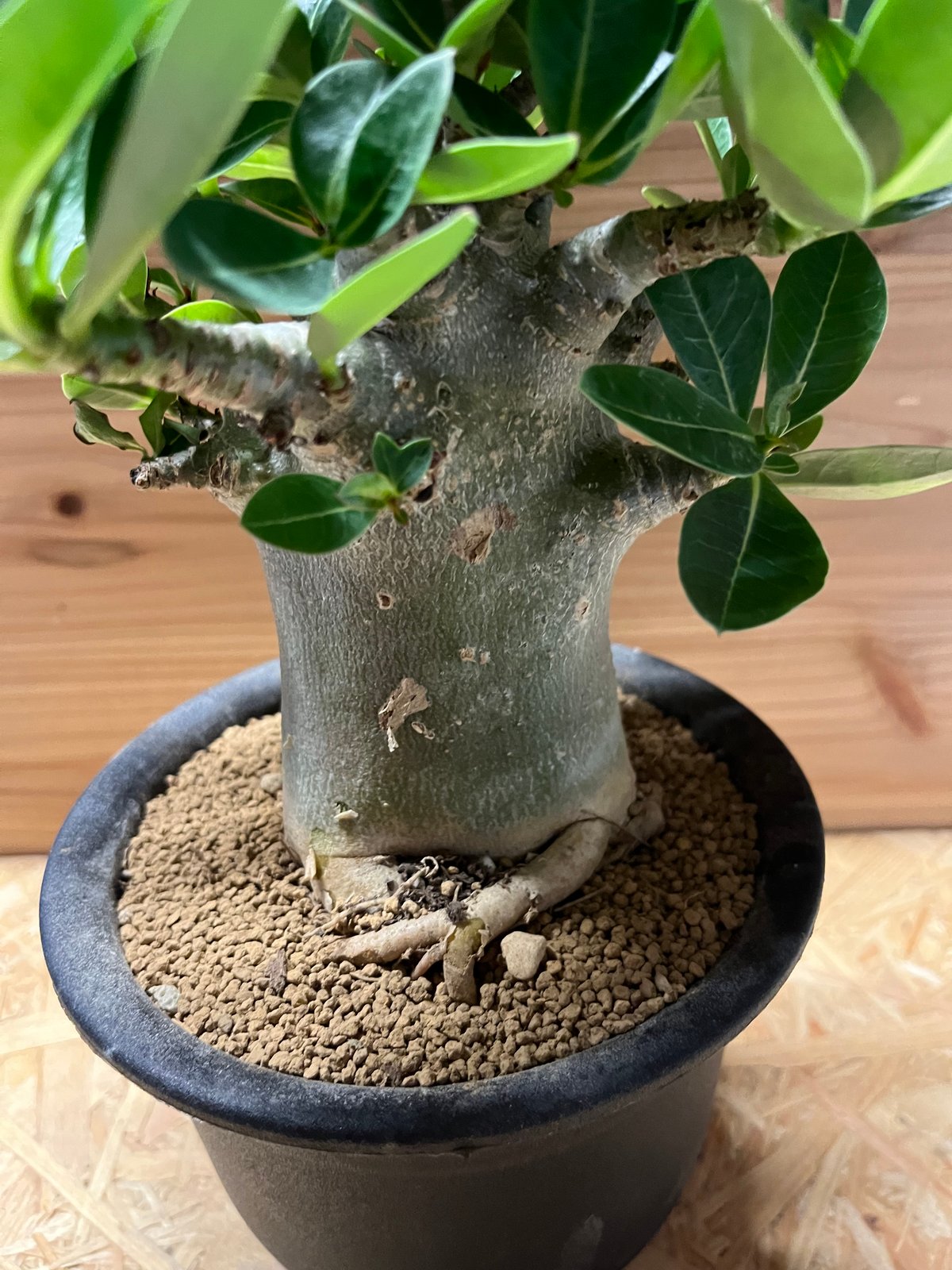 アデニウム　アラビカム アデニウム アラビカム | GREEN LUCK