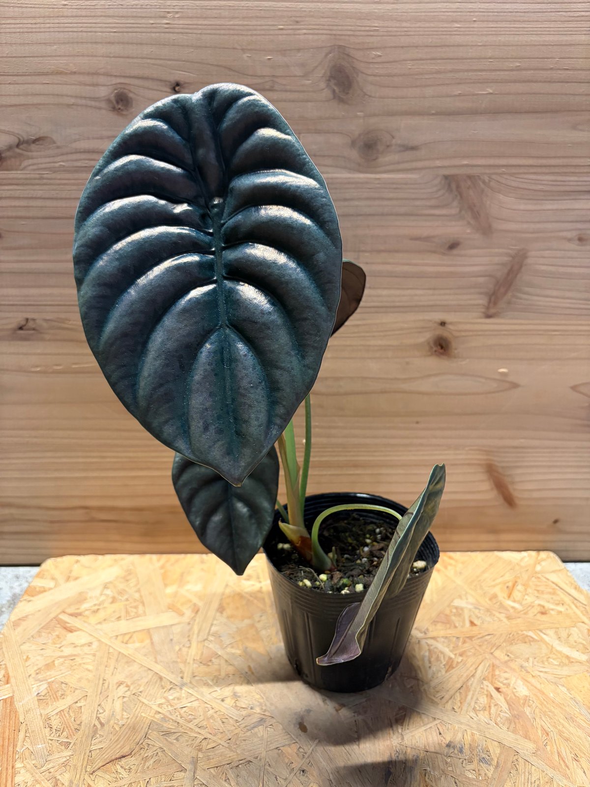 Arbacia lixula africana　棘付き標本 Arbacia lixula africana 棘付き標本 Arbacia lixula africana 棘付き