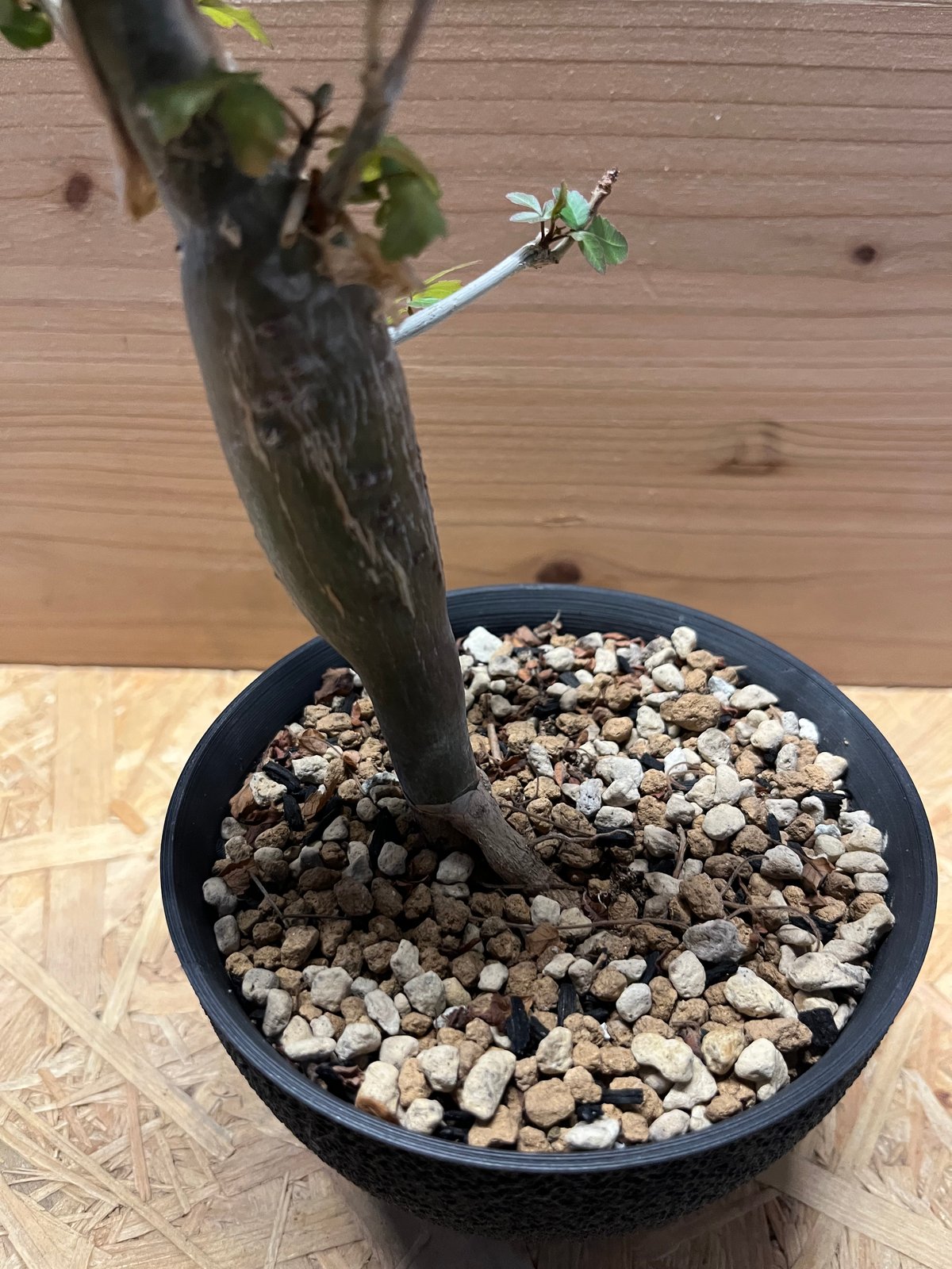 ブルセラ ファガロイデス | GREEN LUCK