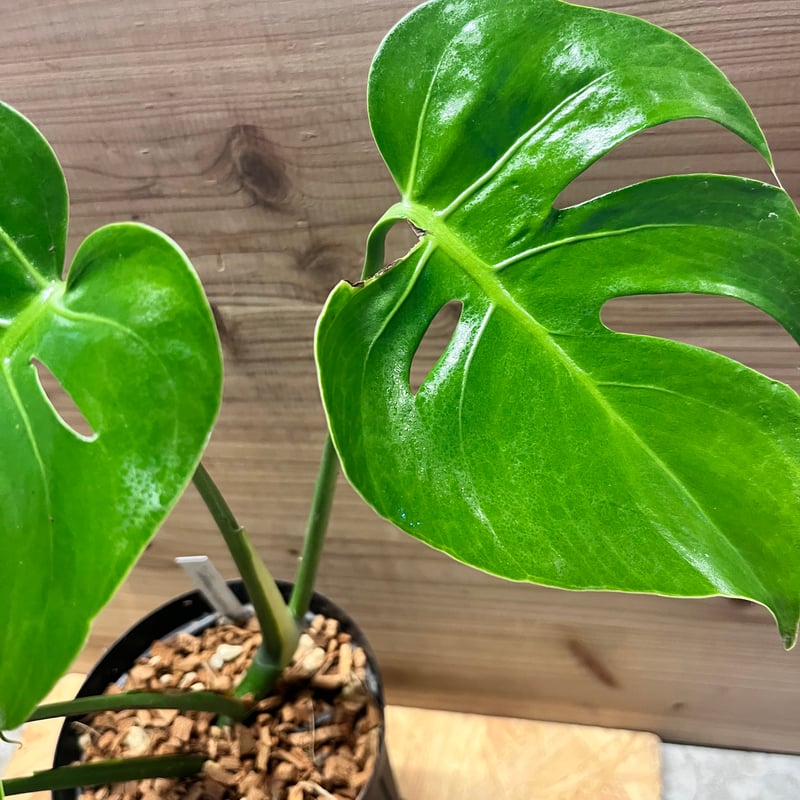 モンステラ デリシオーサ 'マクロコズム' | GREEN LUCK