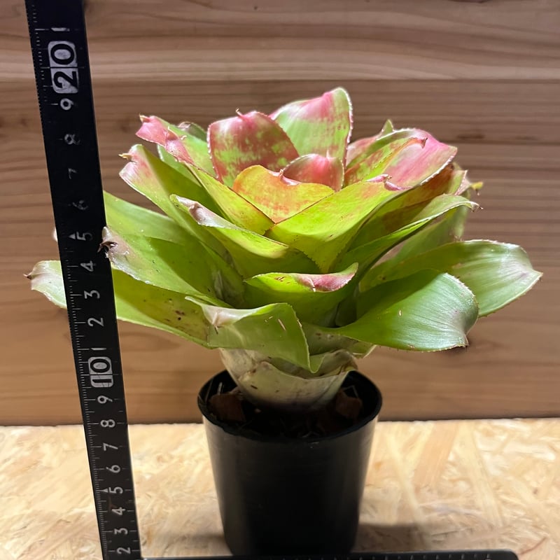 ネオレゲリア マーブルニック | GREEN LUCK