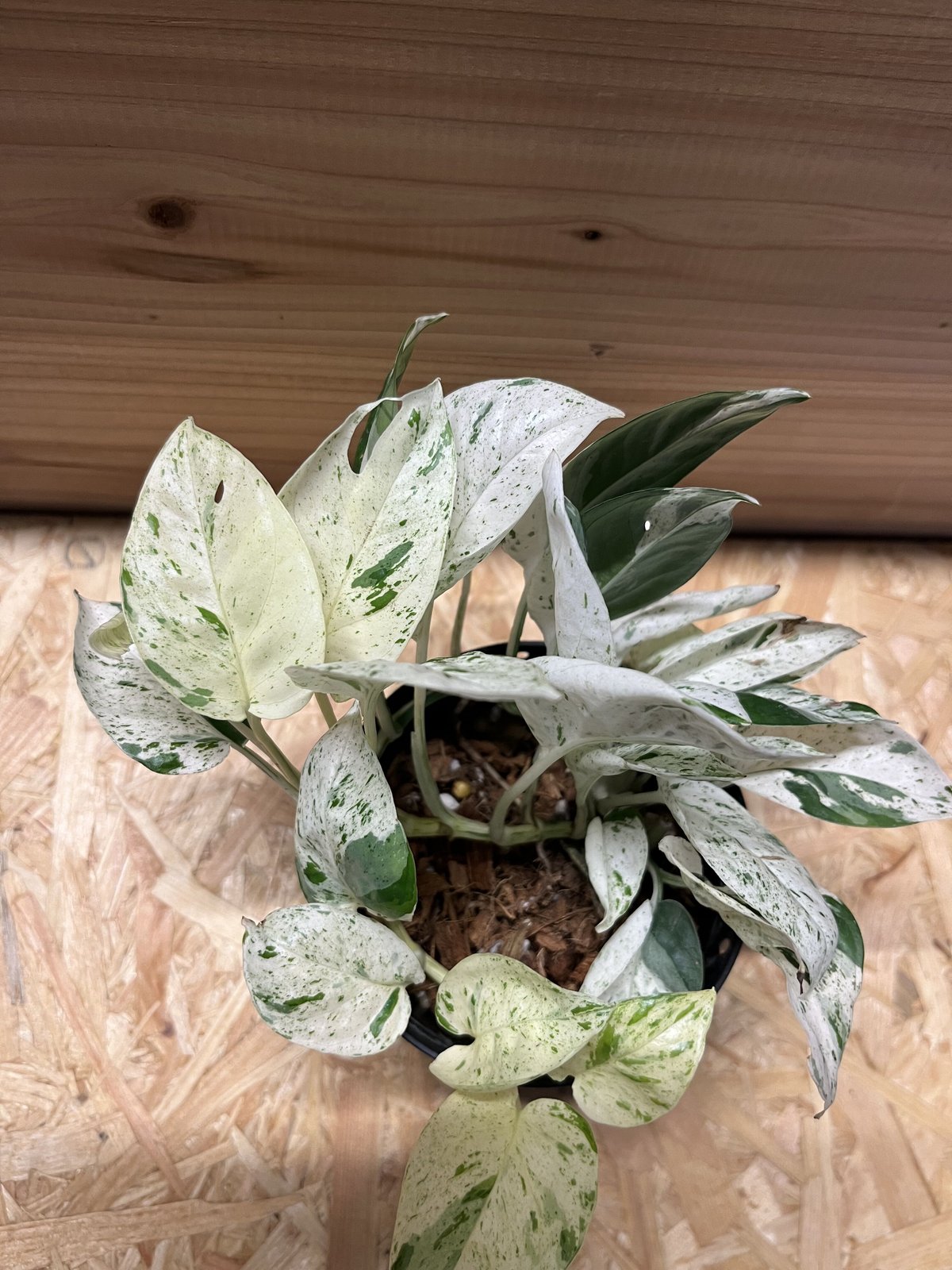 エピプレムナム ピナツム 'マーブル' | GREEN LUCK