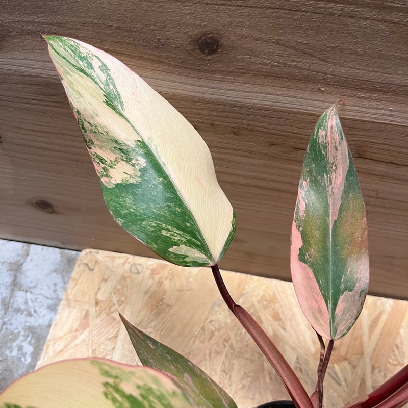 フィロデンドロン ストロベリーシェイク | GREEN LUCK