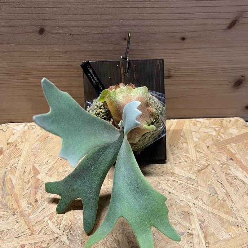 ビカクシダ ウィリンキー リトルクラウン スポアセレクト | GREEN LUCK