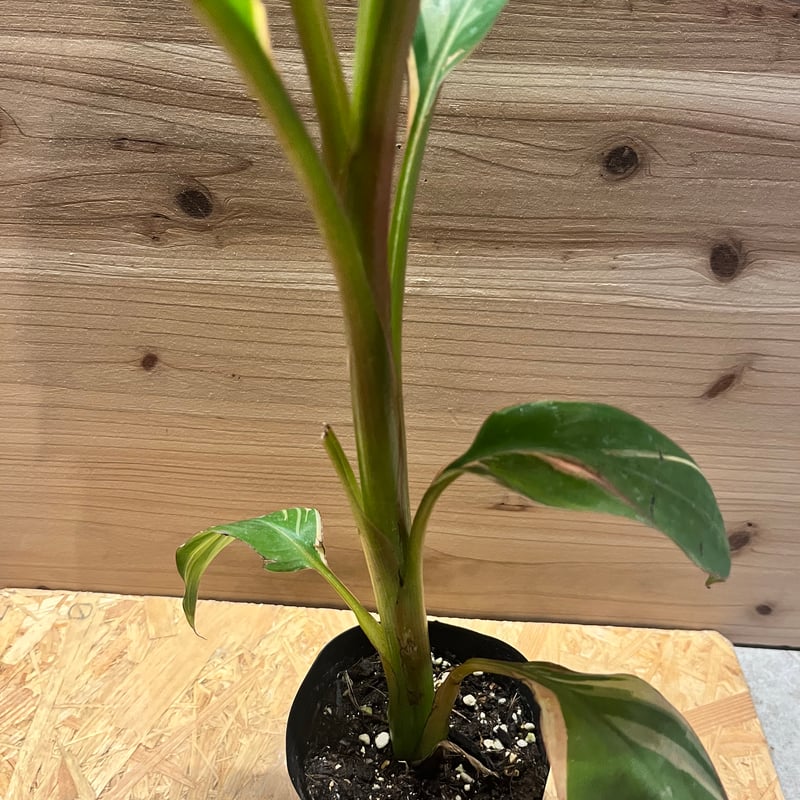 ムサ ノノ ピンク斑バナナ | GREEN LUCK