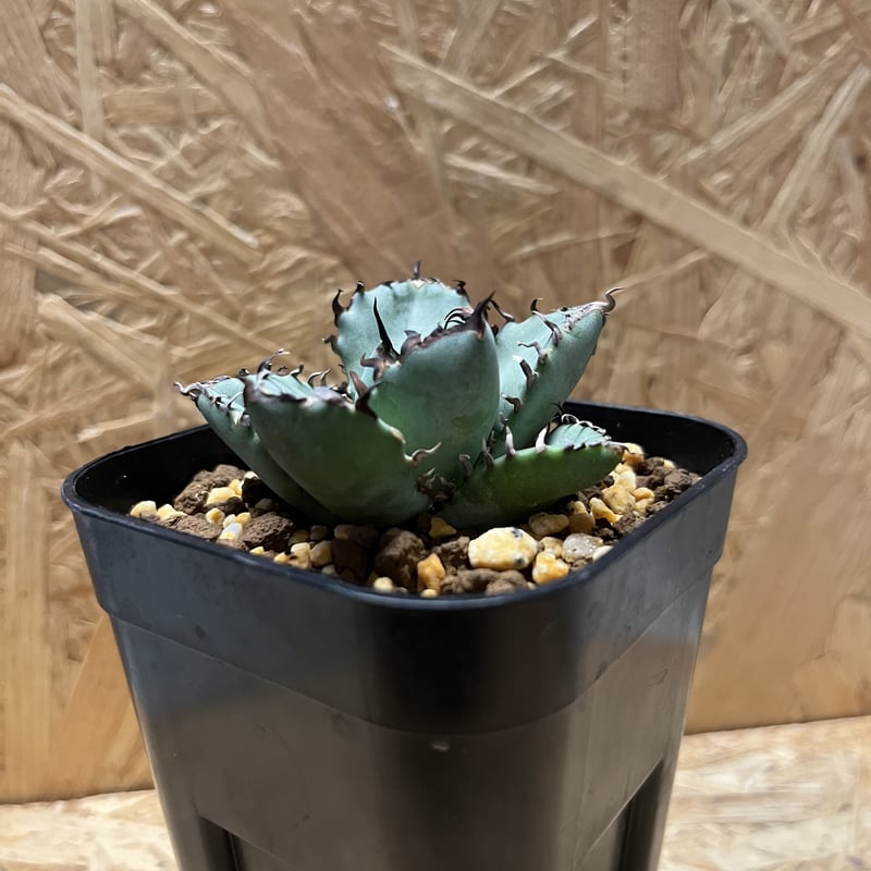 アガベ チタノタ 黒鯨 | GREEN LUCK