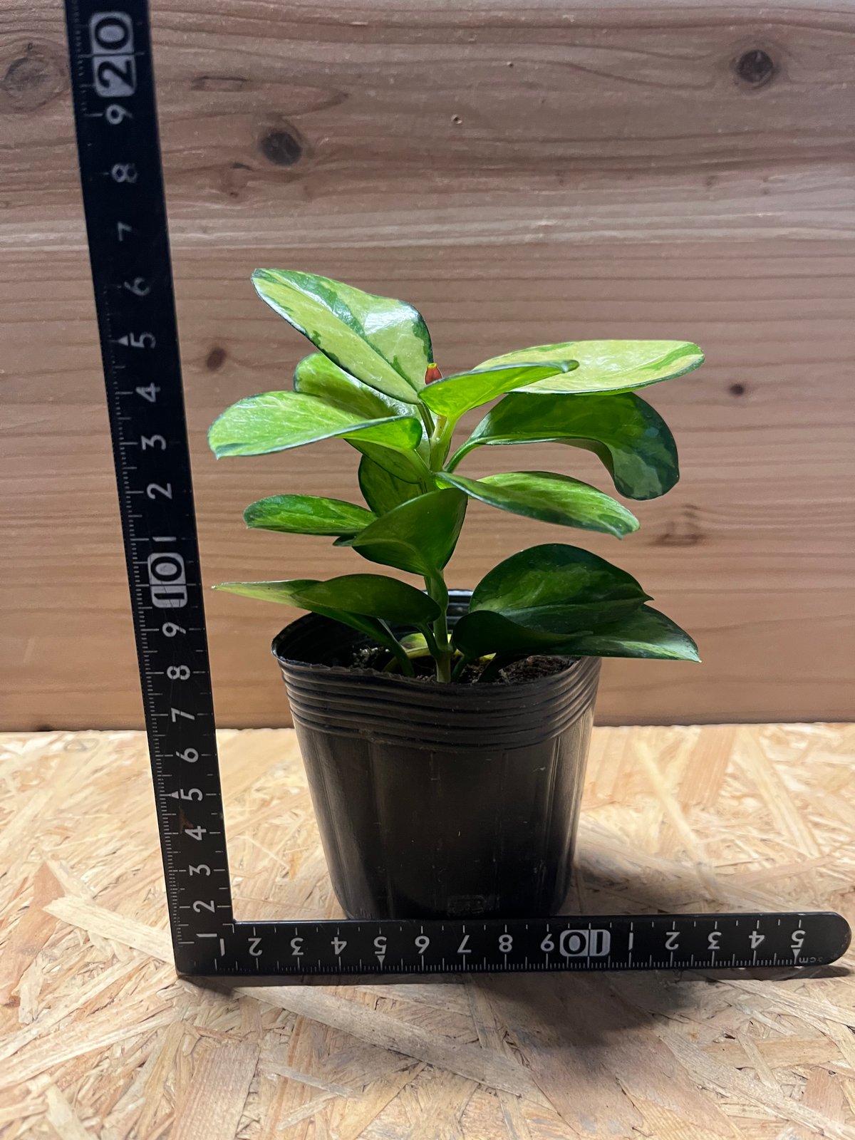 ホヤオーストラリスリサ　Hoya Australis Lisa　希少 抜き苗 ⑥ ホヤオーストラリスリサ Hoya Australis Lisa 希少 抜き苗 ⑥