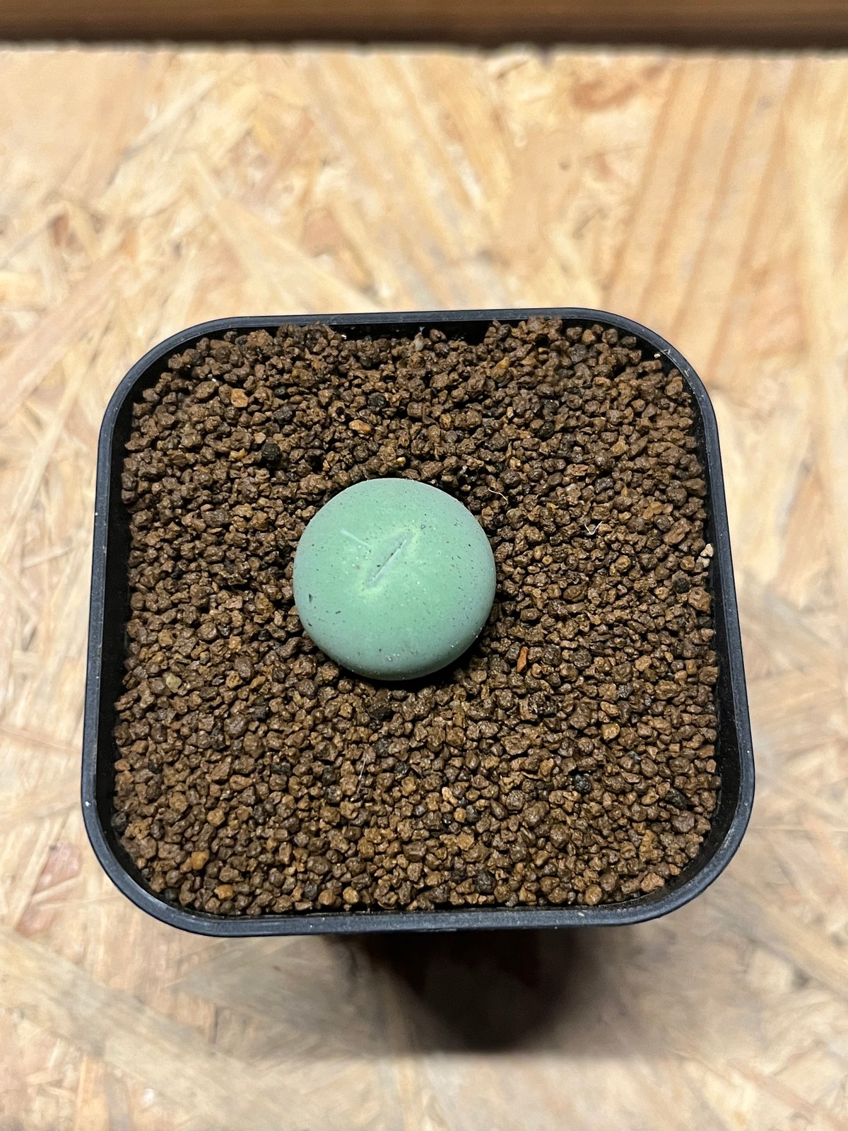 コノフィツム カルキュルス | GREEN LUCK