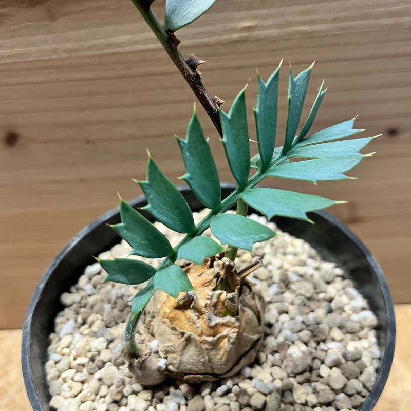 エンセファラルトス ホリダス | GREEN LUCK