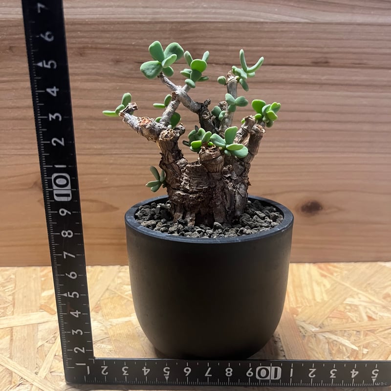 ケラリア ピグマエア | GREEN LUCK