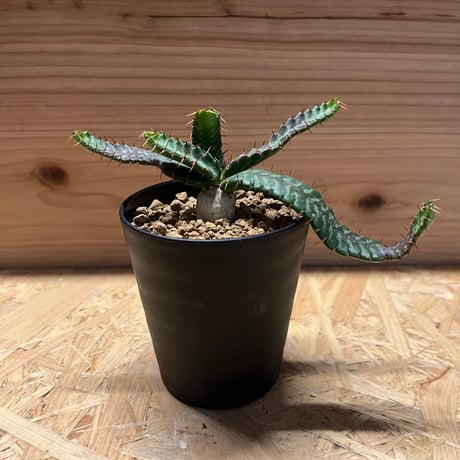 ユーフォルビアステラータ | STORES