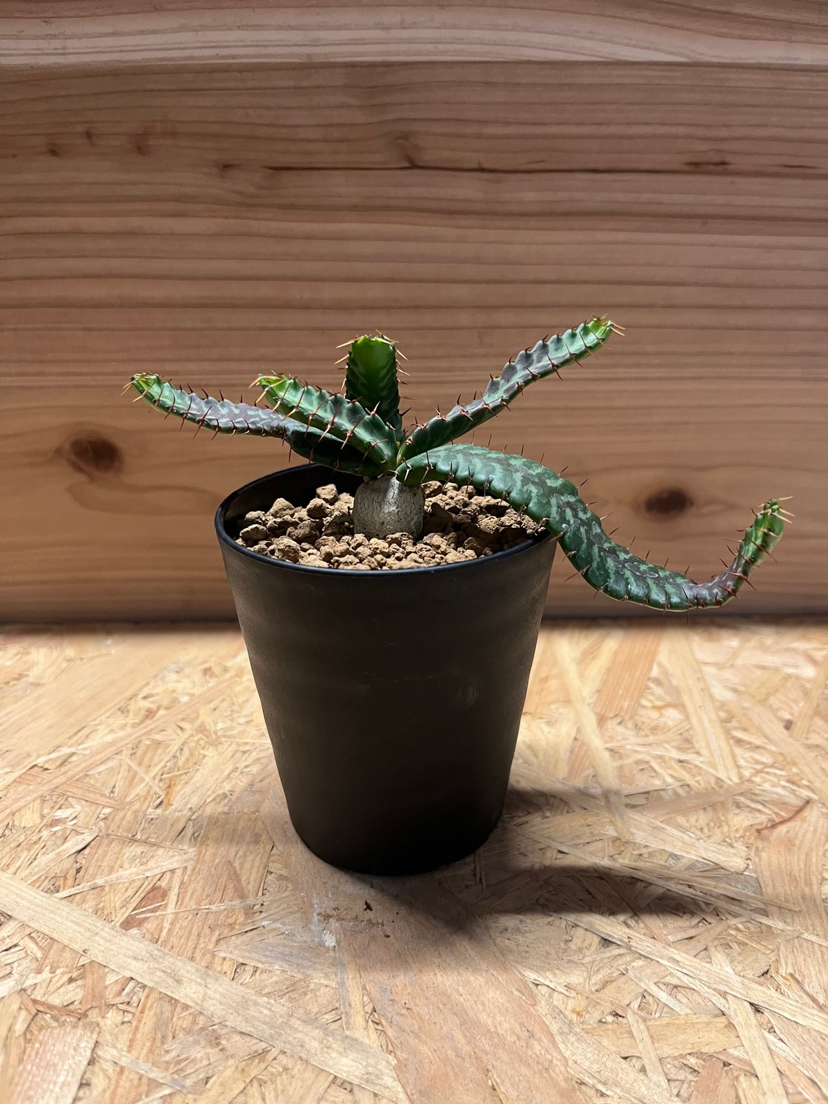 ユーフォルビア ステラータ 飛竜 | GREEN LUCK