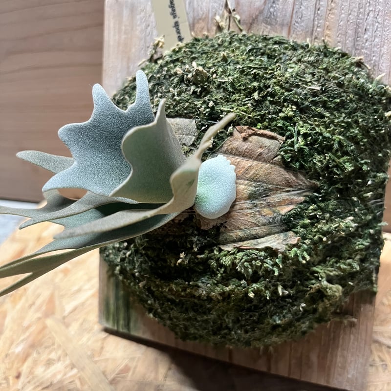 m*3様 ウィリンキー　ヤミー　oc ビカクシダ ビカクシダ ウィリンキー ヤミー「 Platycerium willinckii