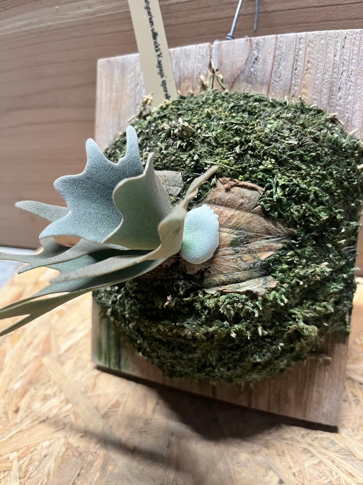 ビカクシダ ウィリンキー 'カグヤ' | GREEN LUCK