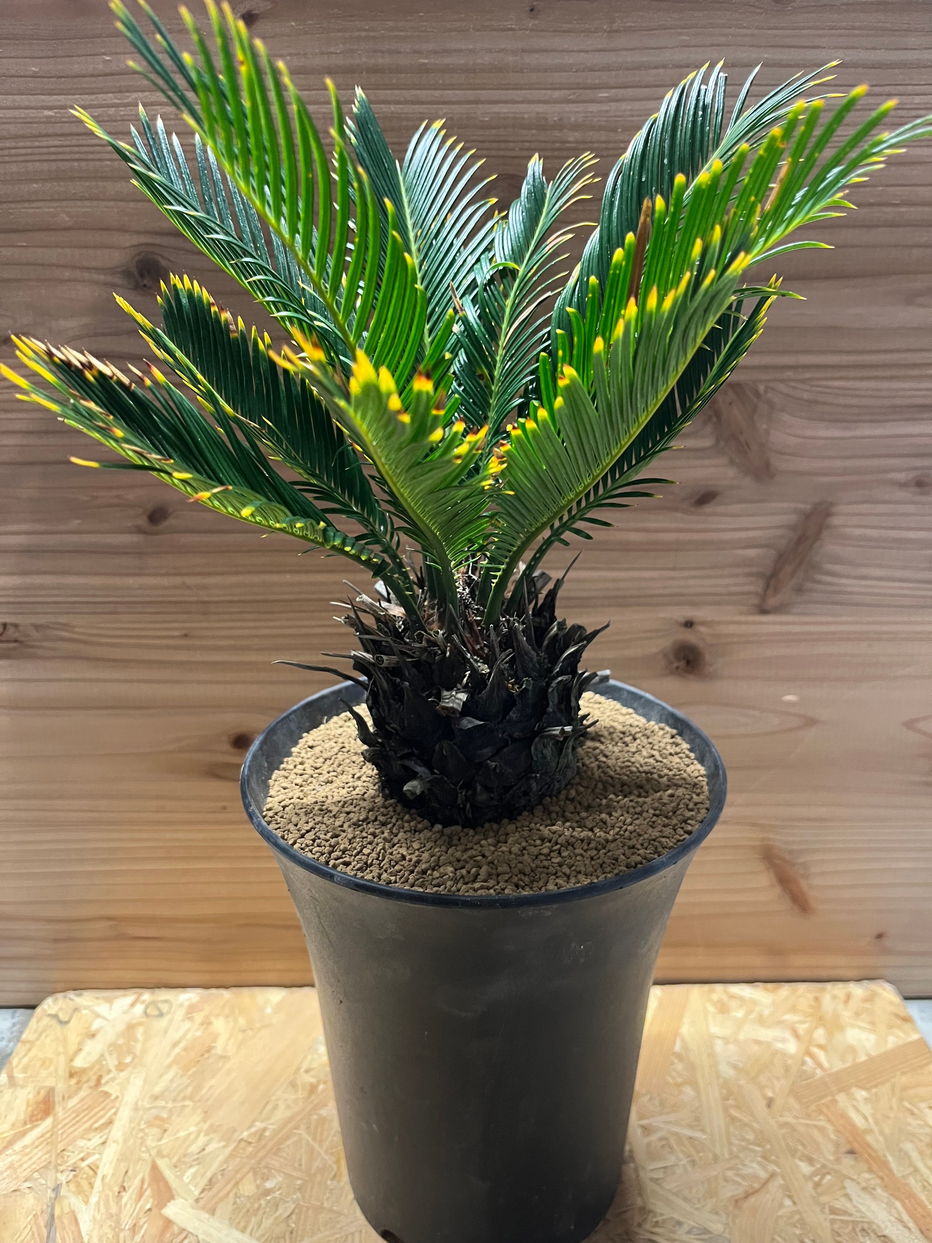 金環ソテツ 観葉植物 金環ソテツ | GREEN LUCK