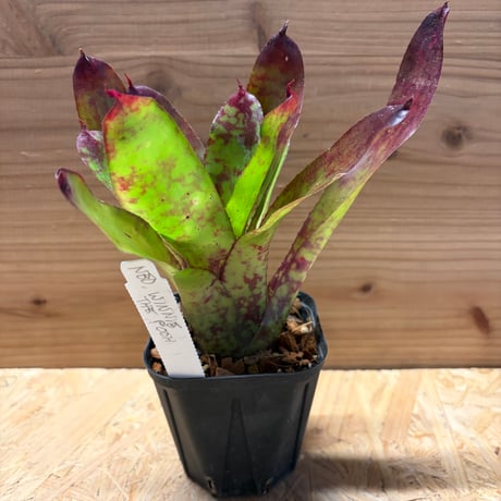 タンクブロメリア | STORES