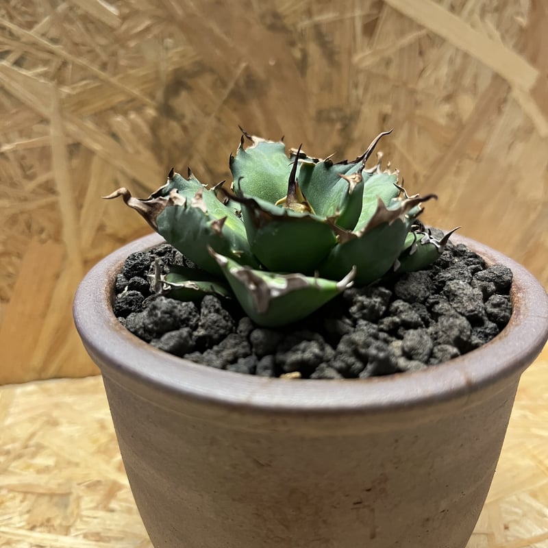 Arizona Ambition アリゾナアンビション チタノタtitanota 026 アガベ チタノタ Arizona Ambition 育成記録｜🍀GreenSnap