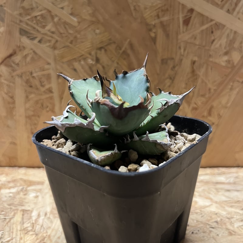 アガベ チタノタ 阿修羅 | GREEN LUCK