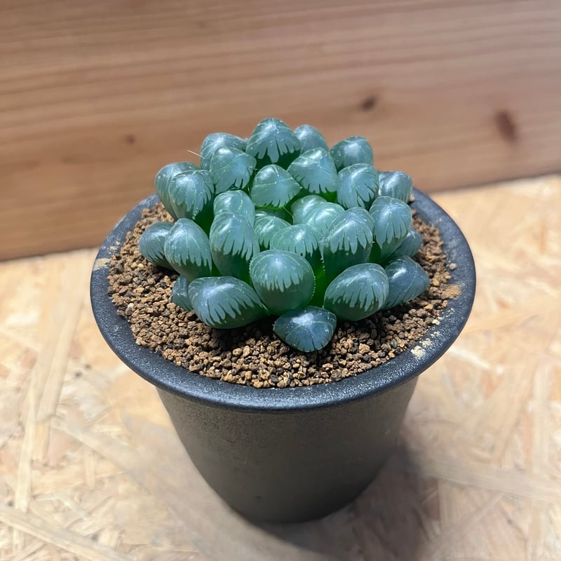 100e 多肉植物　ハオルチア　OB-1実生糊斑　自家繁殖　鉢植え発送 ハオルチア OB-1 | GREEN LUCK
