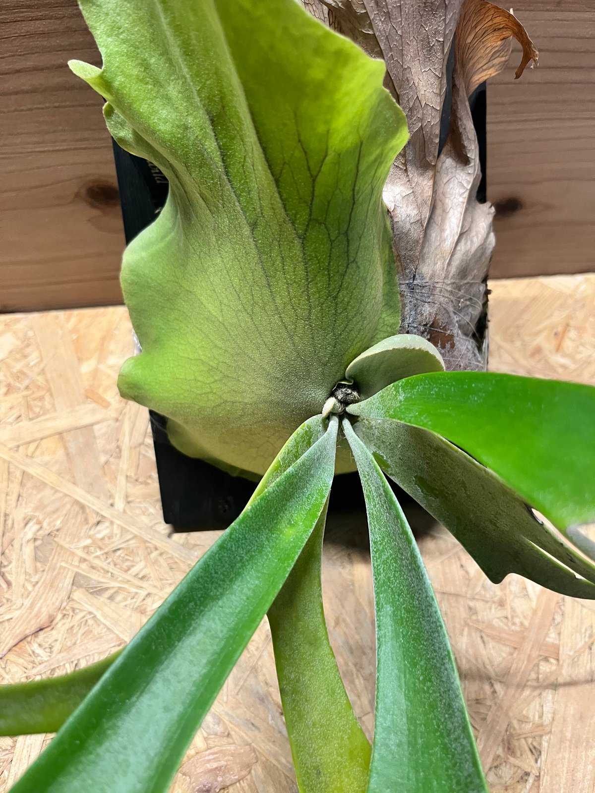 ビカクシダ ウィリンキー ワイルド | GREEN LUCK