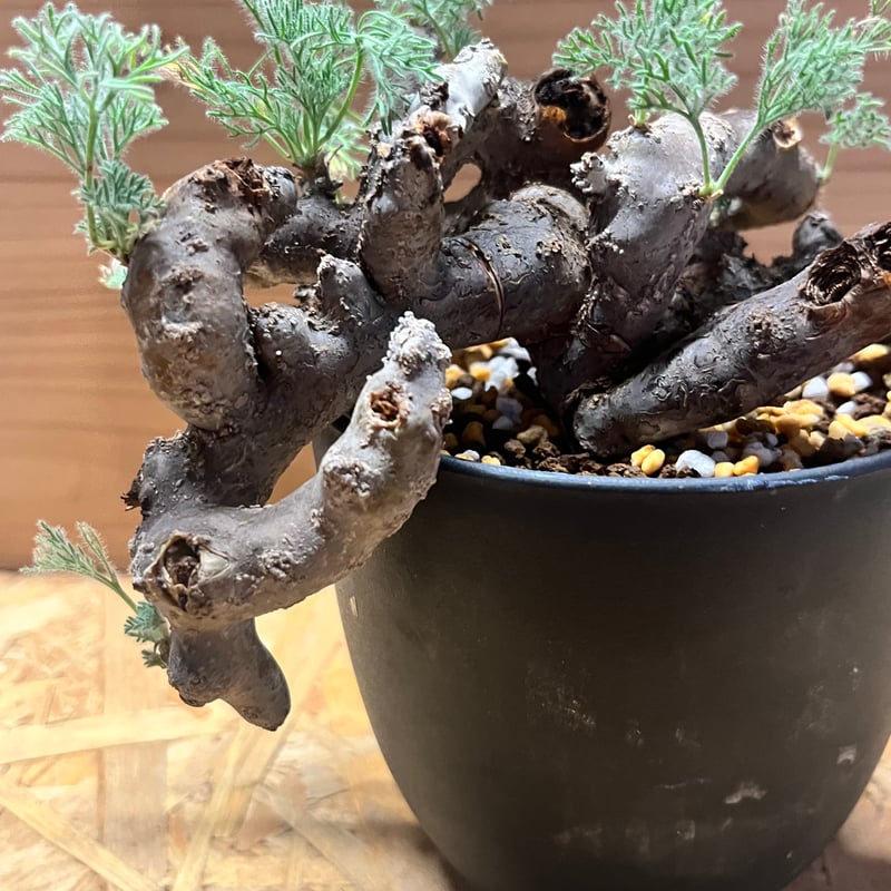 モンソニア ムルチフィダ （サルコカウロン） | GREEN LUCK