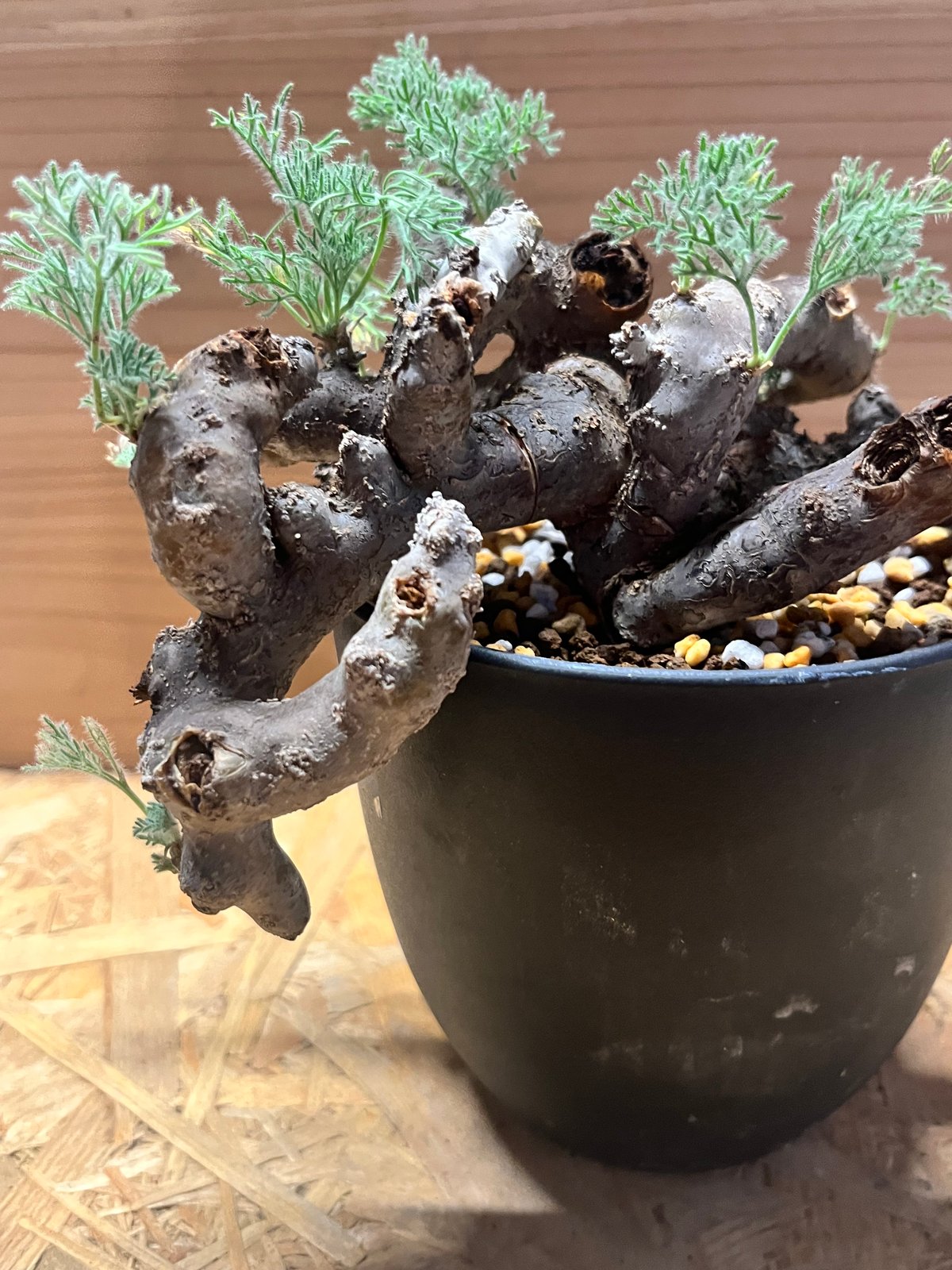 モンソニア ムルチフィダ （サルコカウロン） | GREEN LUCK