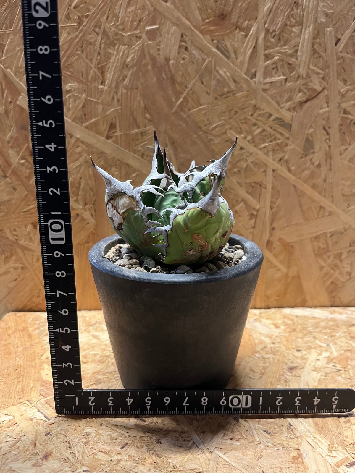 fit=scale-down,w=1200