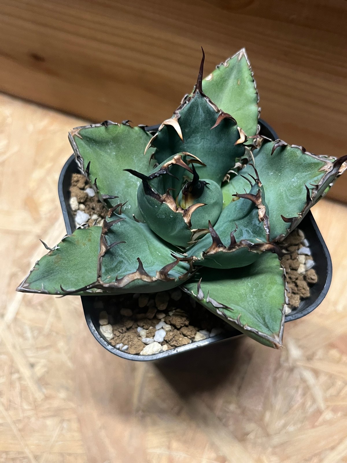 アガベ チタノタ 黒鯨 | GREEN LUCK