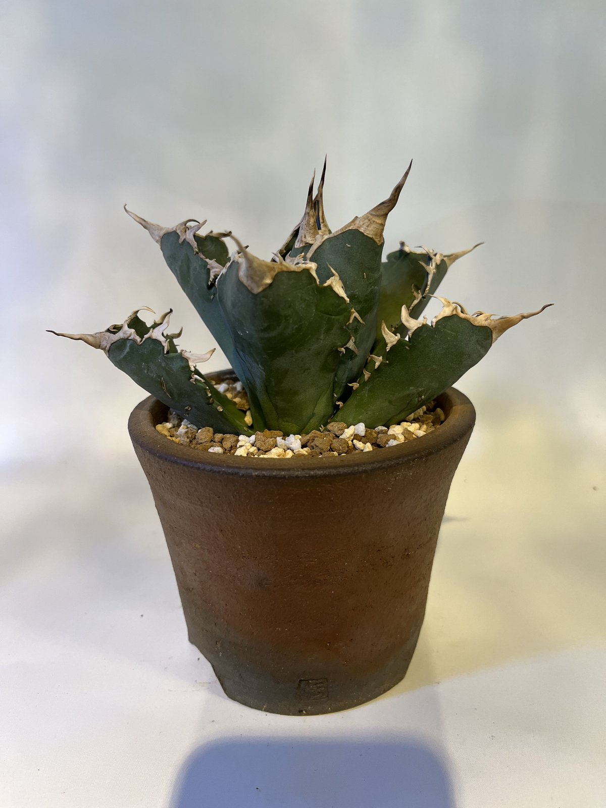 現品鉢ごと発送 アガベ チタノタ 夕映 ソーラーエクリプス アガベ チタノタ ソーラーエクリプス