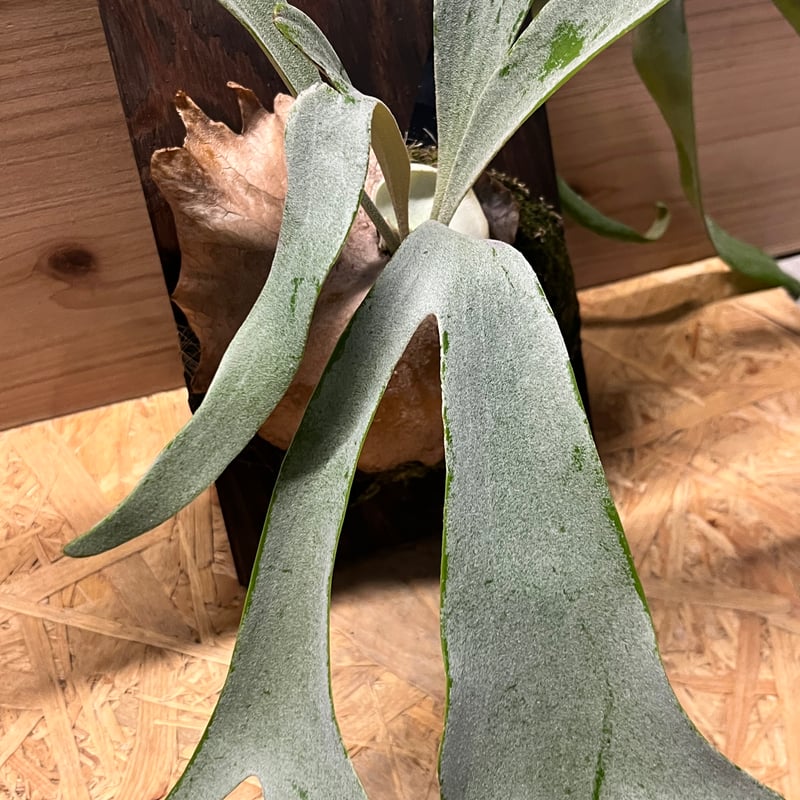 ビカクシダ ハイマ | GREEN LUCK