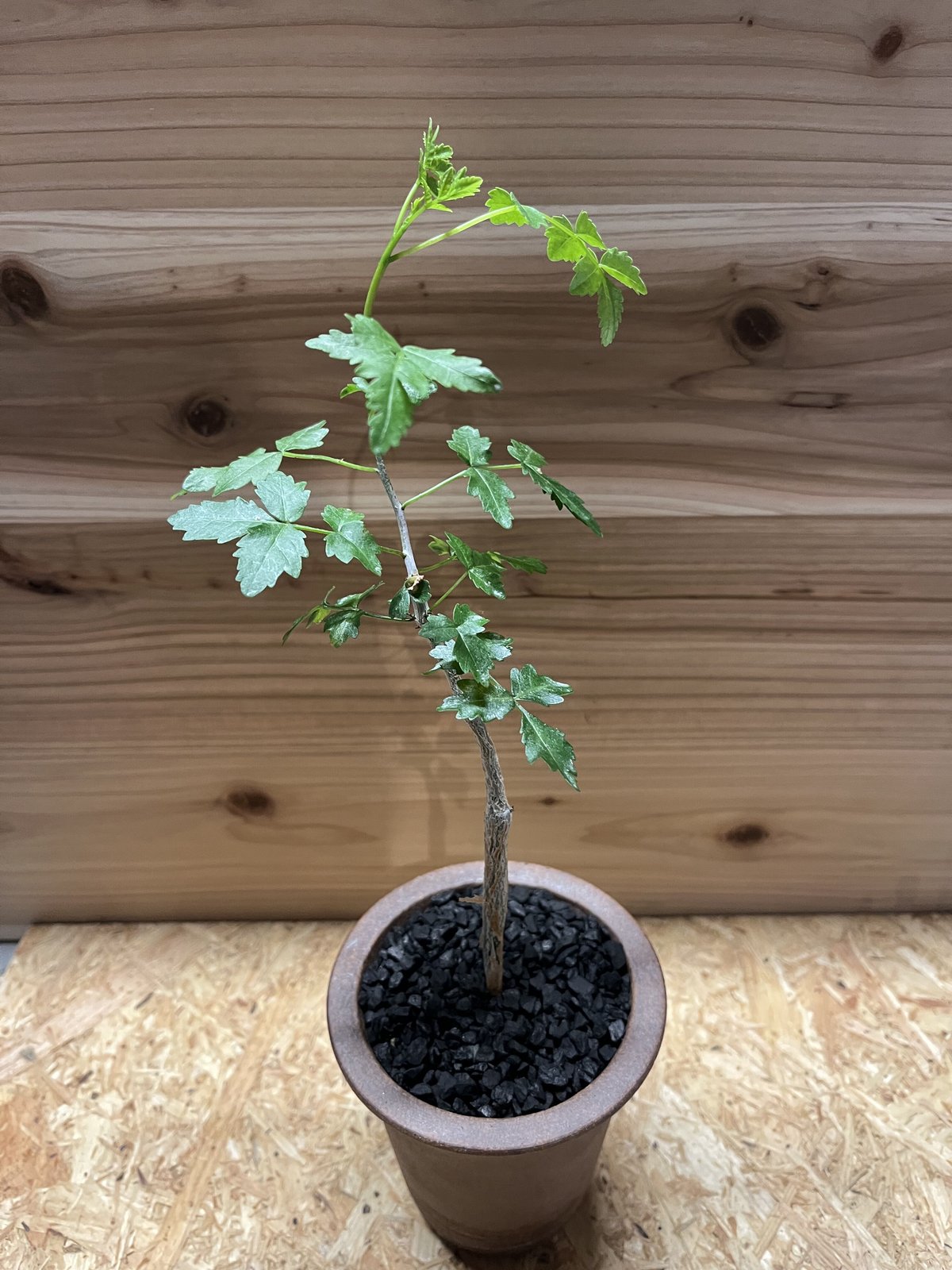 多肉植物 ブルセラ ファガロイデス カンラン科 壷型植物 夏型 配送