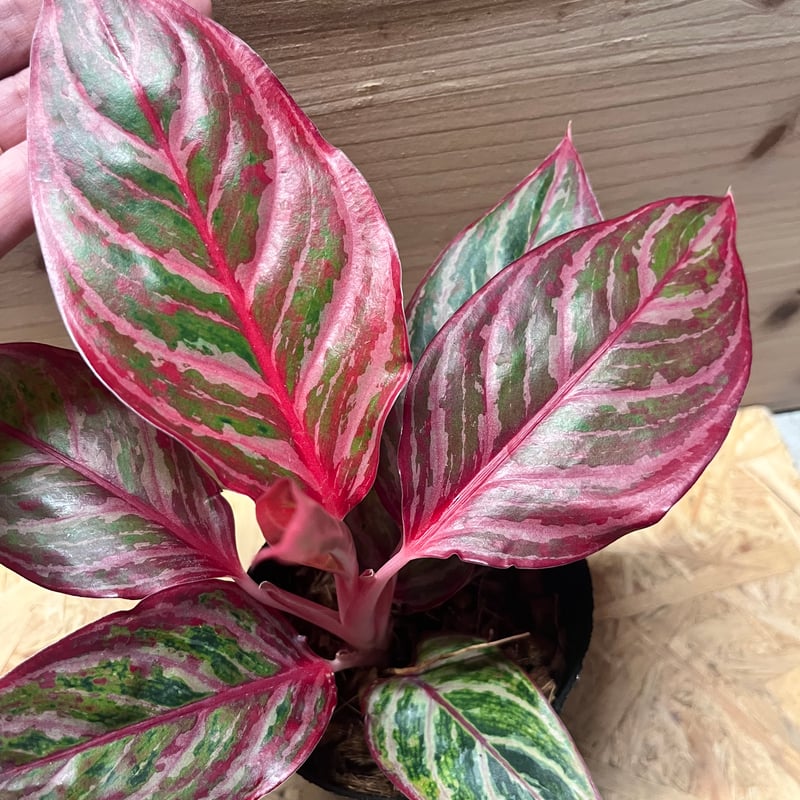 アグラオネマ 'レッドエメラルドドラゴン' | GREEN LUCK